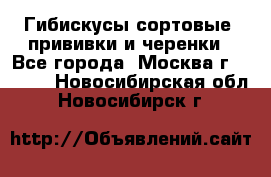 Гибискусы сортовые, прививки и черенки - Все города, Москва г.  »    . Новосибирская обл.,Новосибирск г.